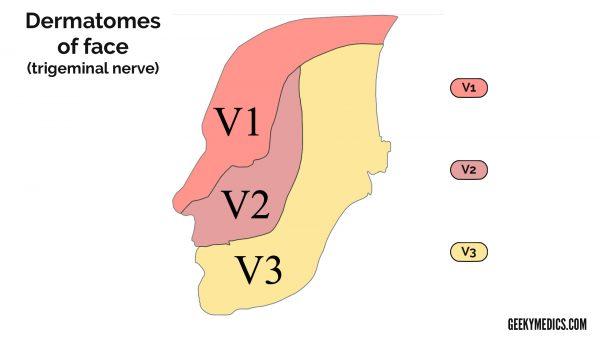 Dermatome Map Face